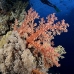 coral_soft_elp_si_v_0389_egy4922.jpg